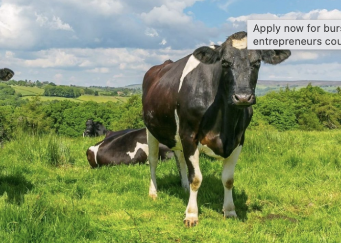 Future Dairy Farming Entrepreneurs Invited To Apply For Bursaries Business Link Magazine 4196