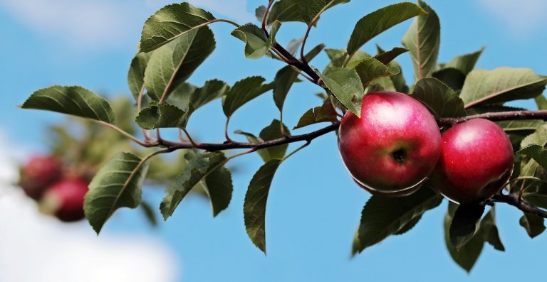 Energy company donation bears fruit with creation of community orchards