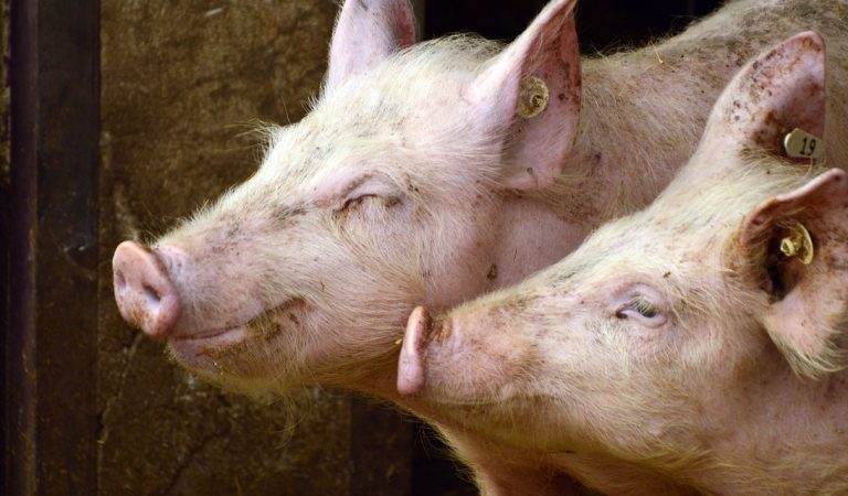 British pork’s back on the menu for customers in China