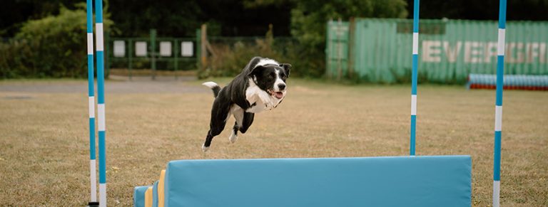 Takeover means dog agility company can broaden its product range