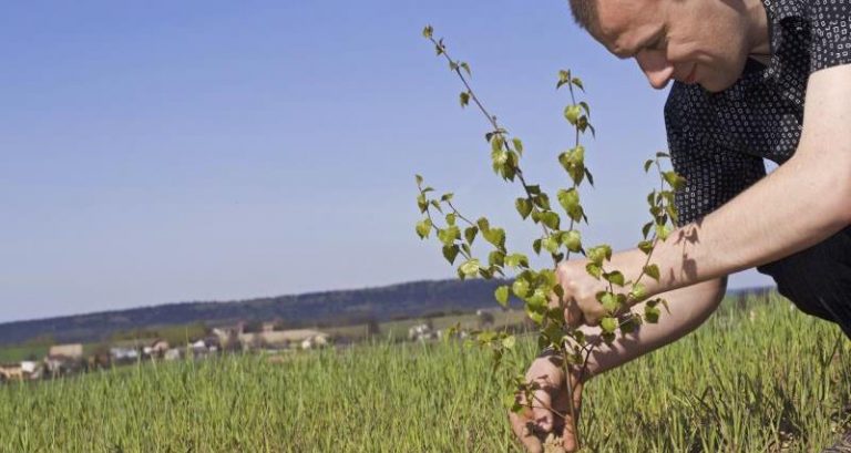 Environmental horticulture industry could be worth £51bn to the UK economy by 2030